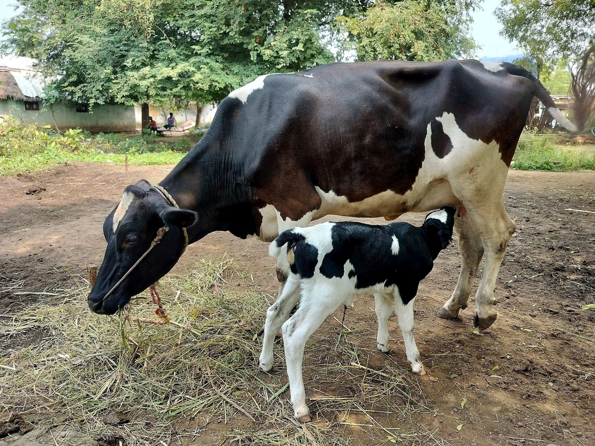 Our Cow 01