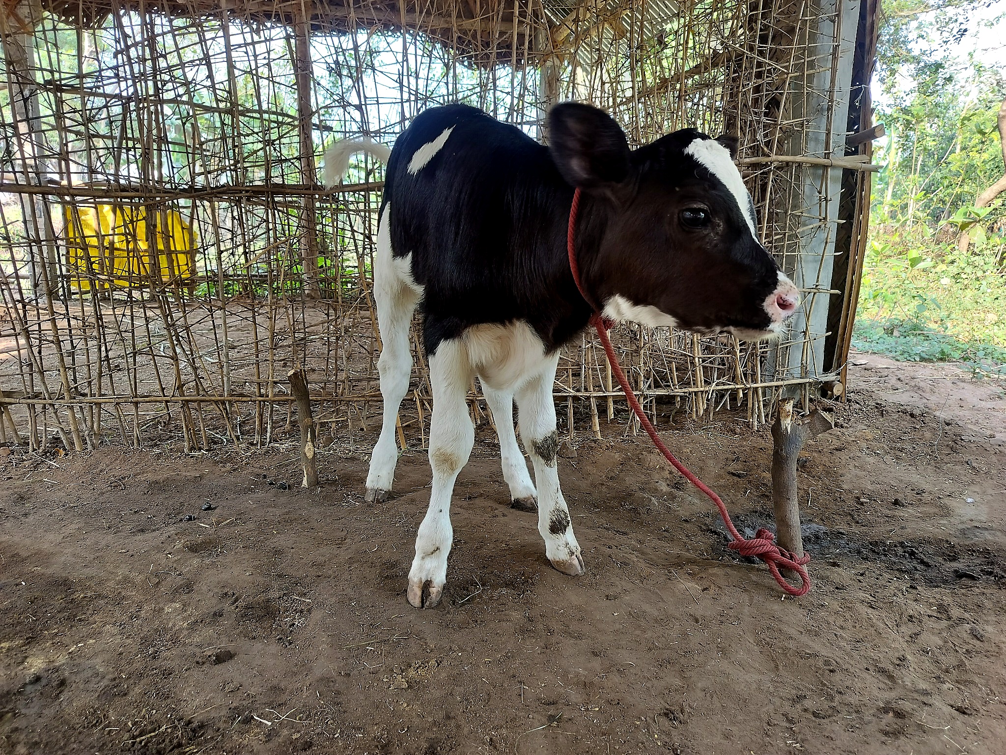 Our Cow 02