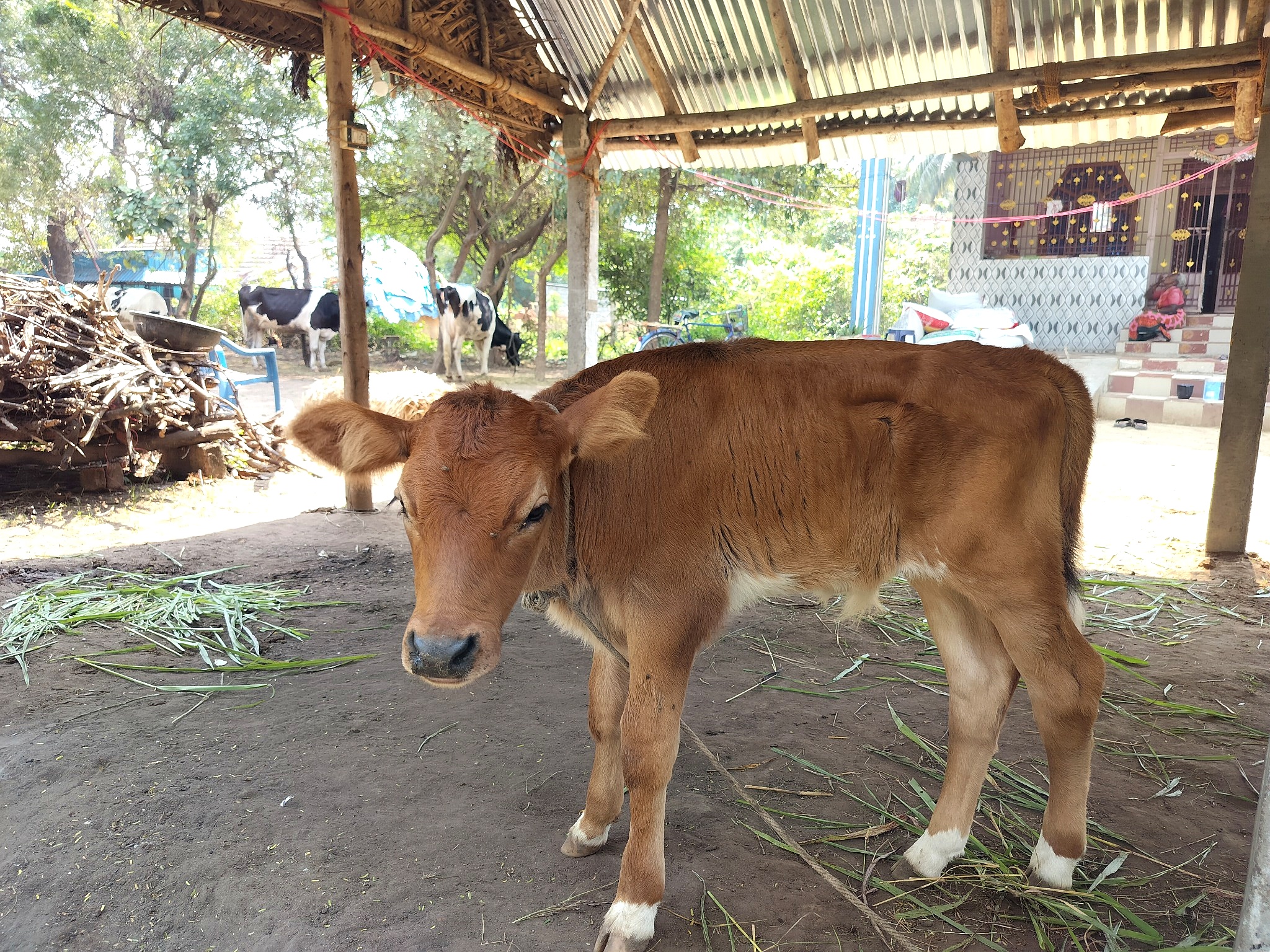 Our Cow 03