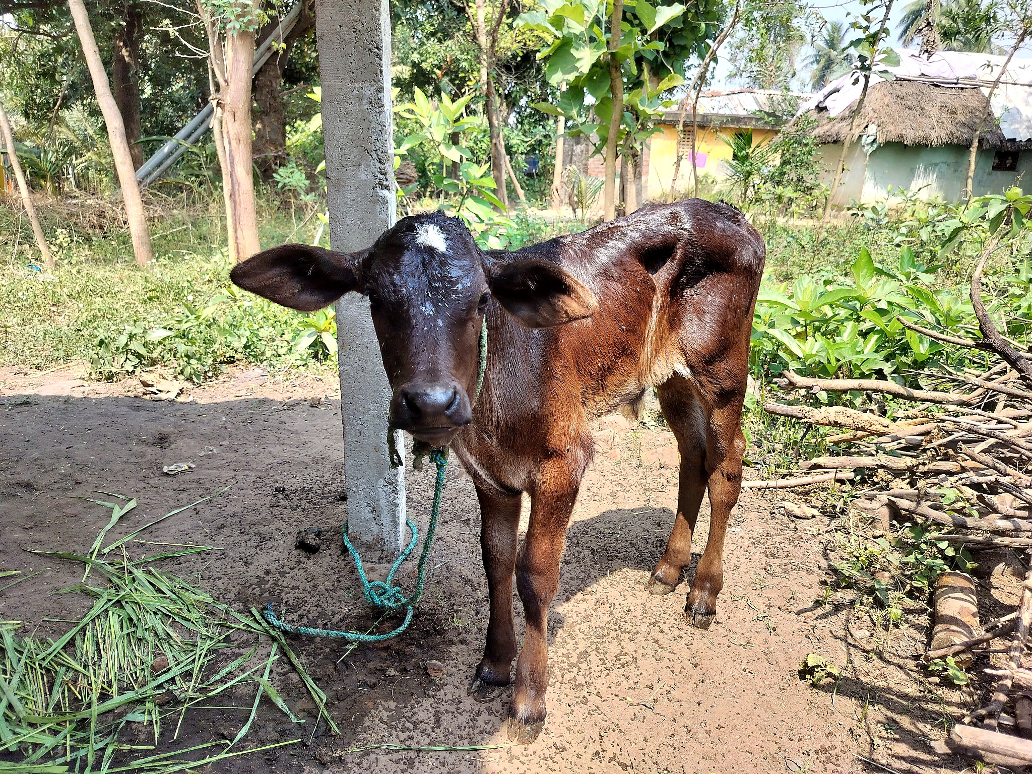 Our Cow 04