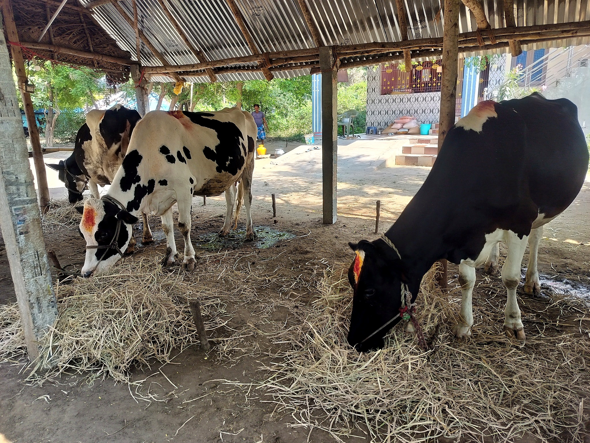 Our Cow 05