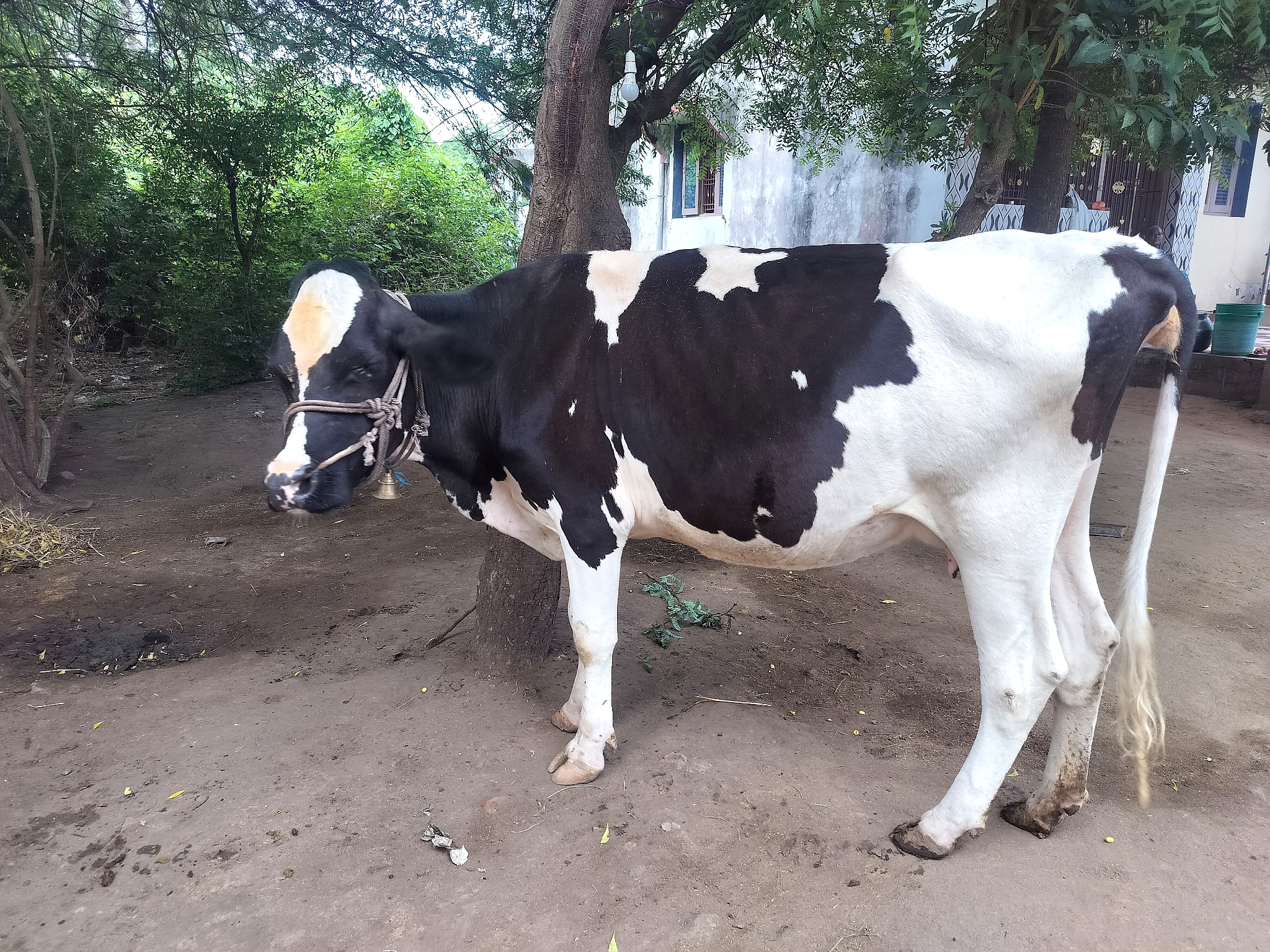 Our Cow 06