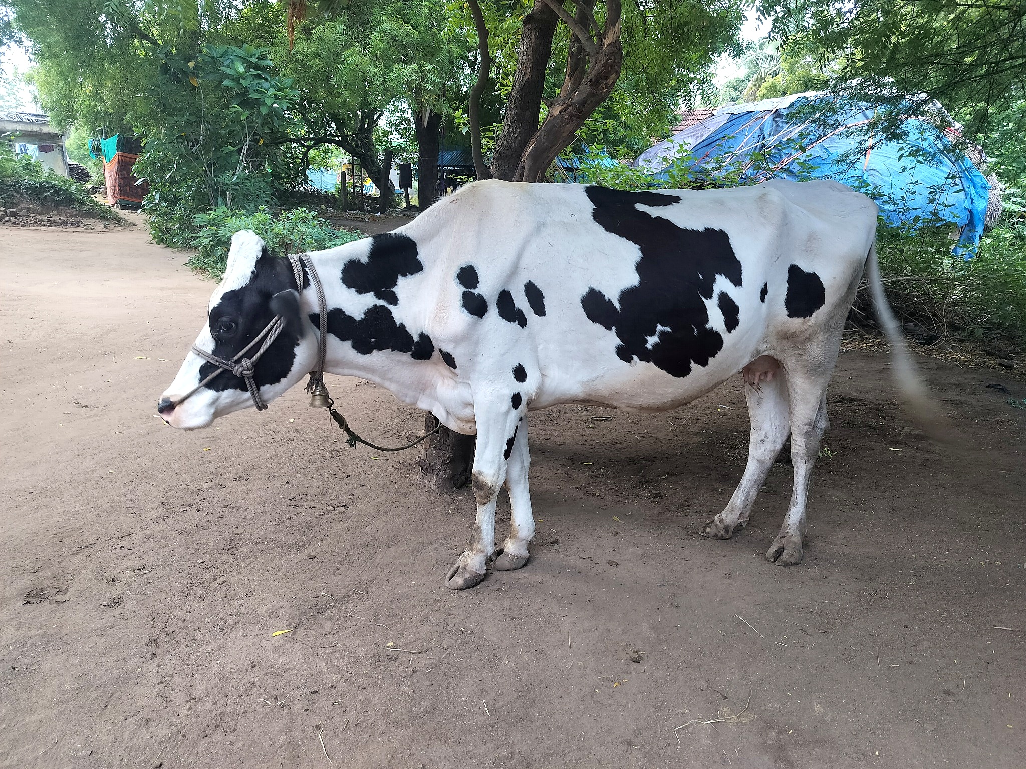 Our Cow 07