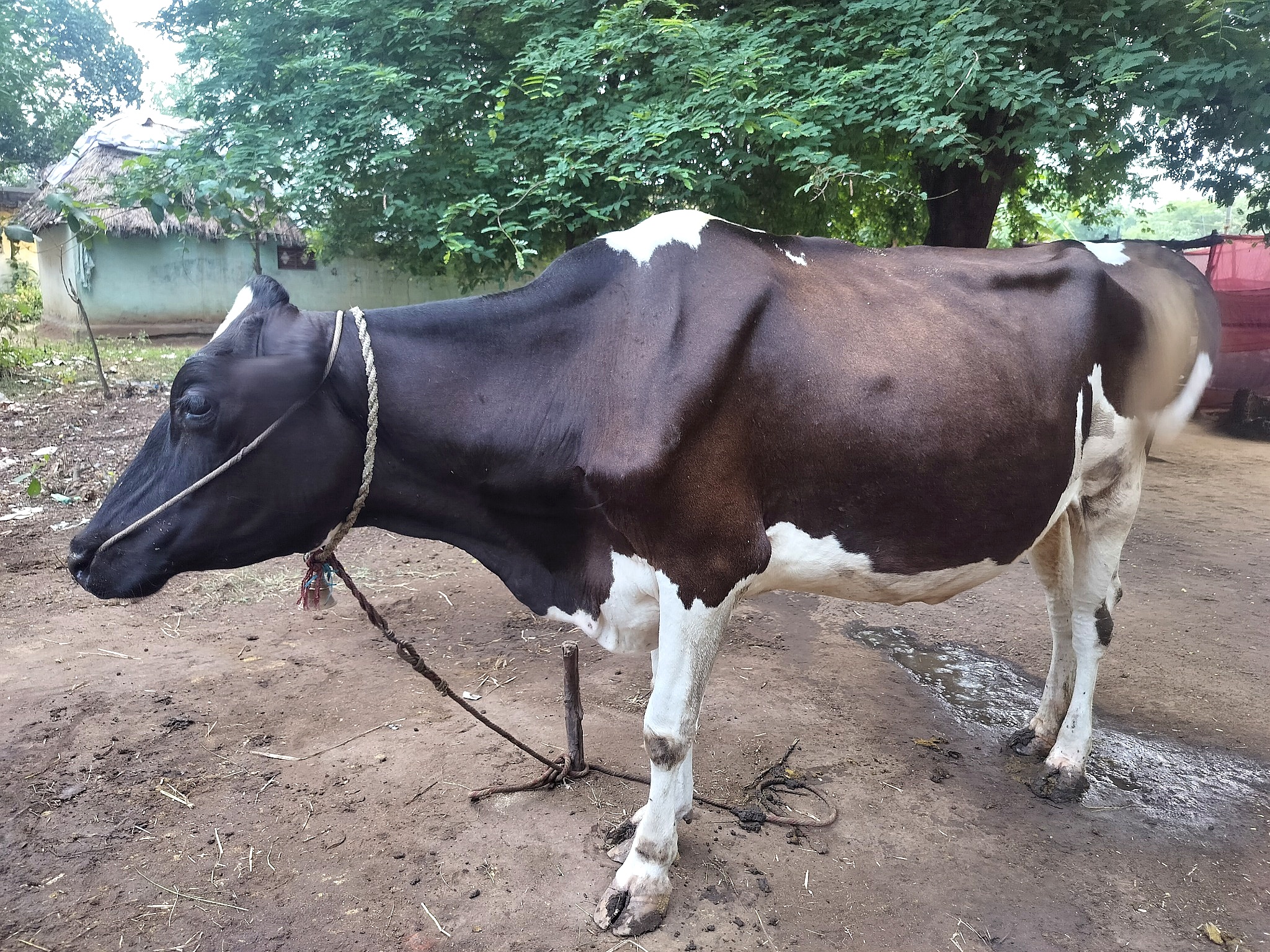 Our Cow 08