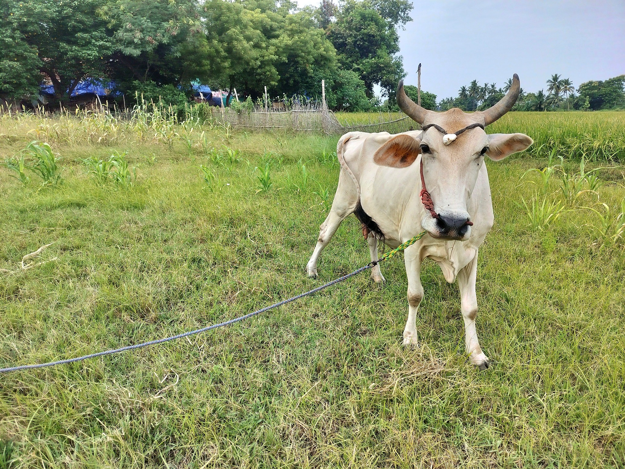 Our Cow 09