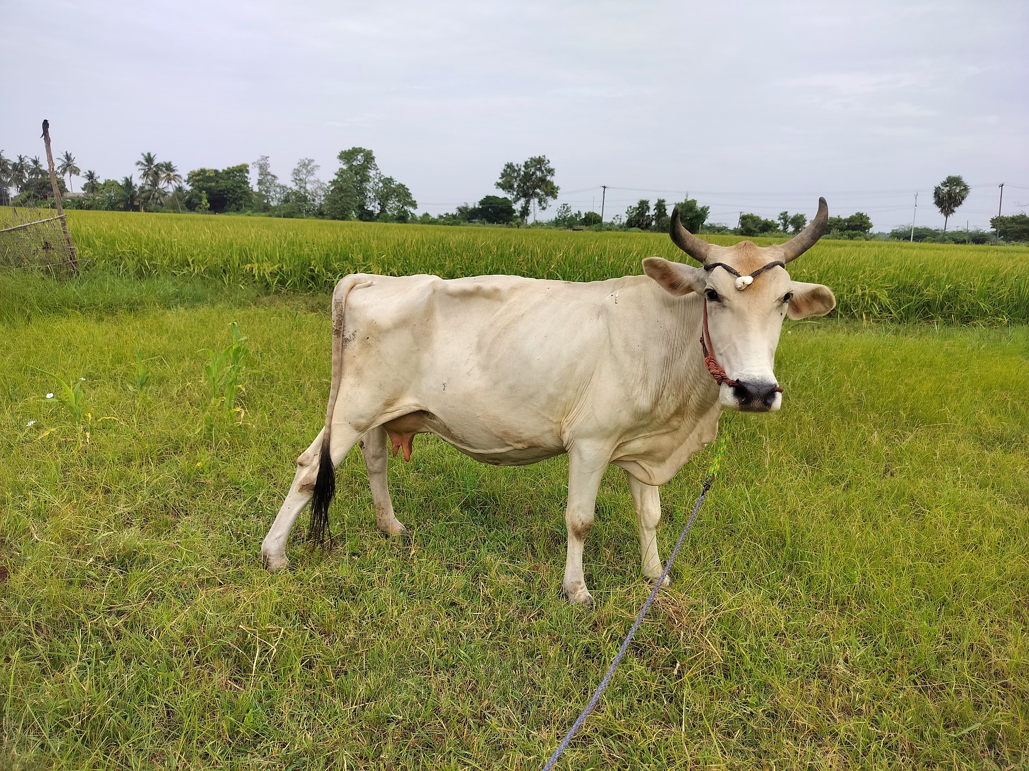 Our Cow 10