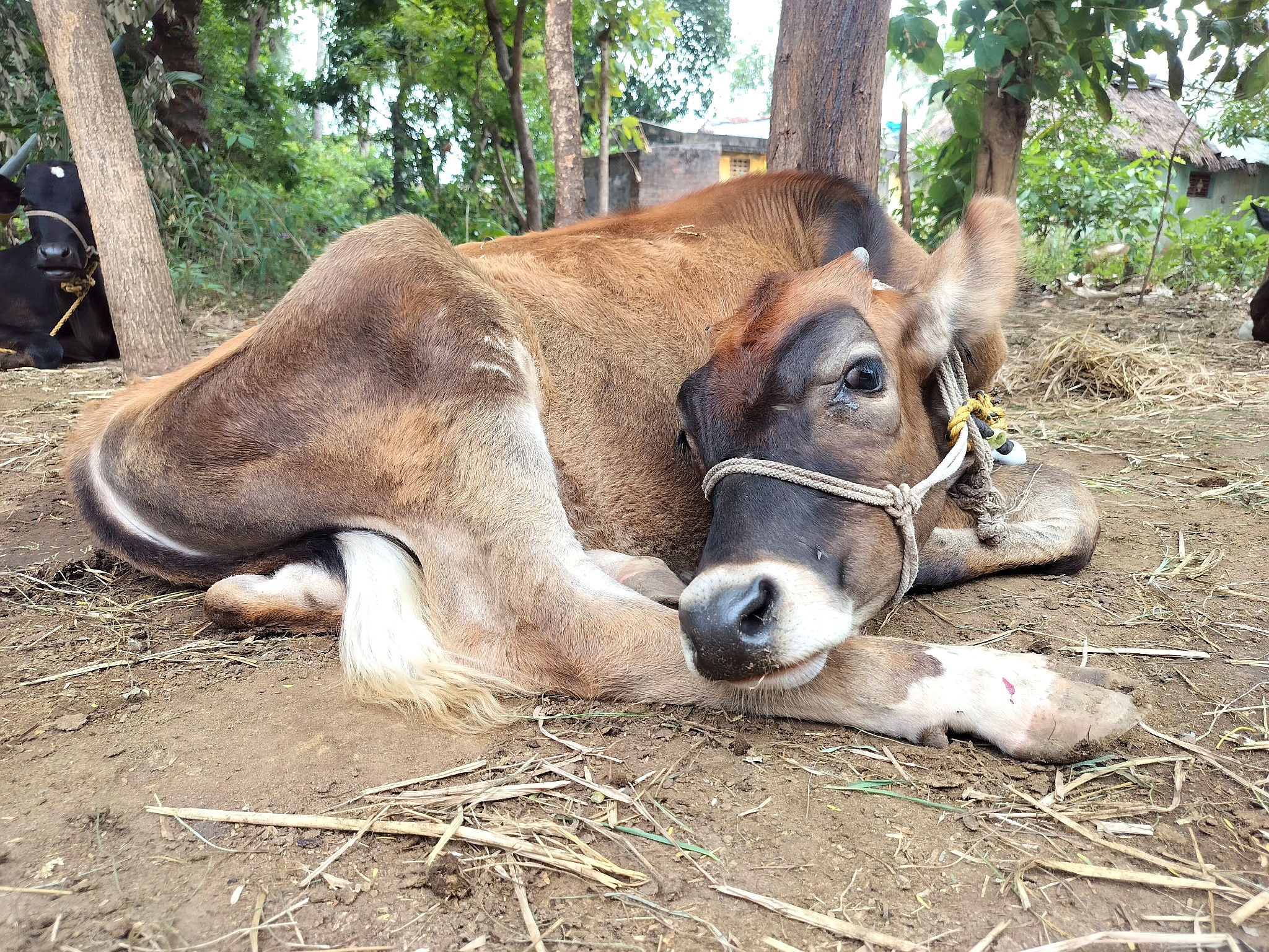Our Cow 11